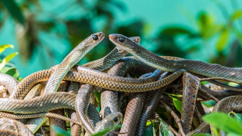 „ასობით გველმა შუა ზამთარში გამოიღვიძა: მათ სასიკვდილო მიწისძვრა იგრძნეს“ – რას ამბობენ მეცნიერები, რომლებიც სტიქიური უბედურებების წინ ცხოველების ქცევას აკვირდებიან