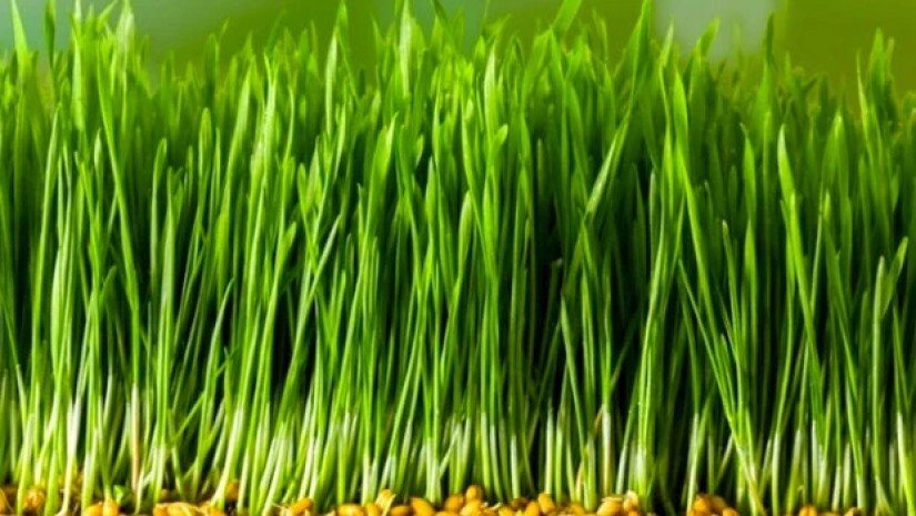 როგორ ამოვიყვანოთ ჯეჯილი 3 დღეში - მარტივი და გამოცდილი მეთოდი